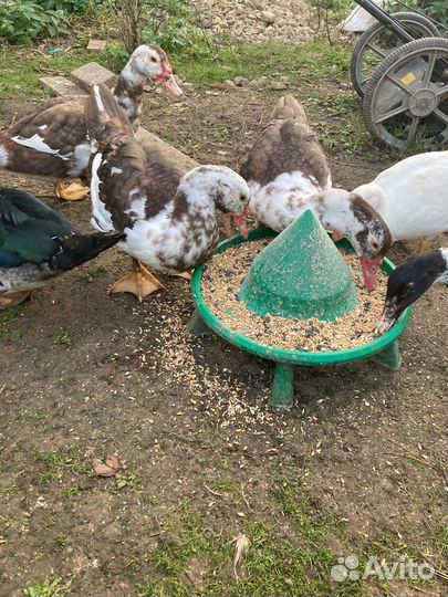 Семья молодых индоуток