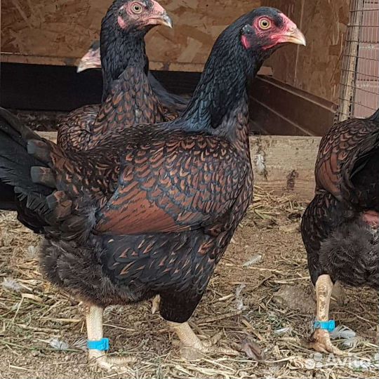 Инк яйцо кур Корниш