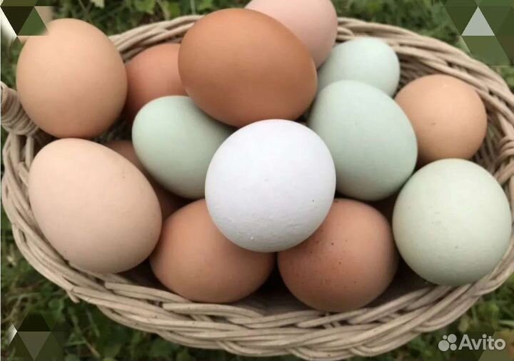 Домашние куриные яйца