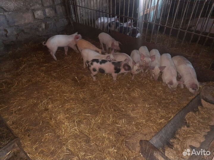Поросята помеси ландрас дюрок