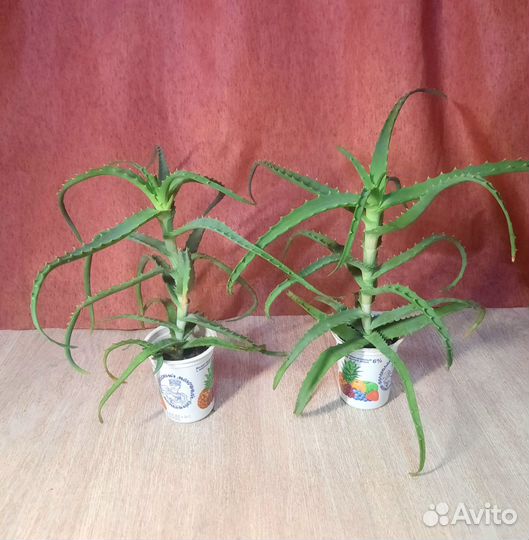 Комнатные цветы алое