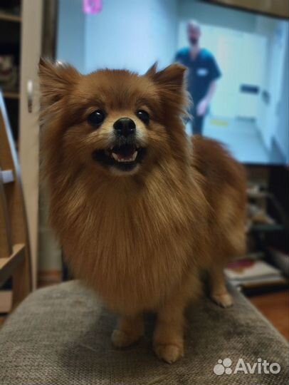 Модель на груминг