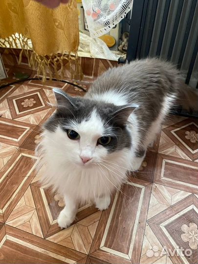 Кошка в дар