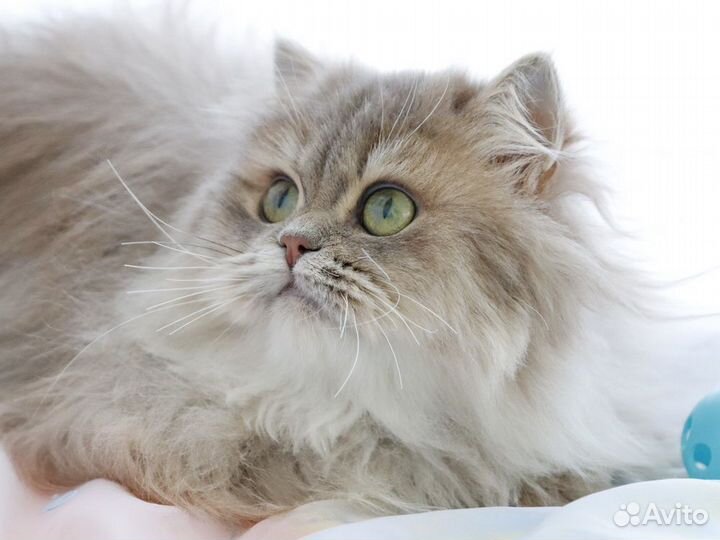 Длинношерстный британец голубой золотистый