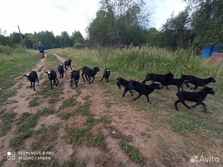 Ягнята, овцематки