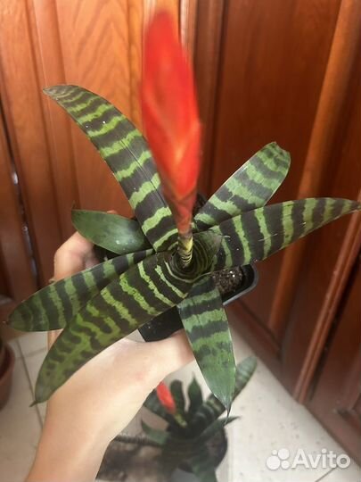 Вриезия Стрела любви