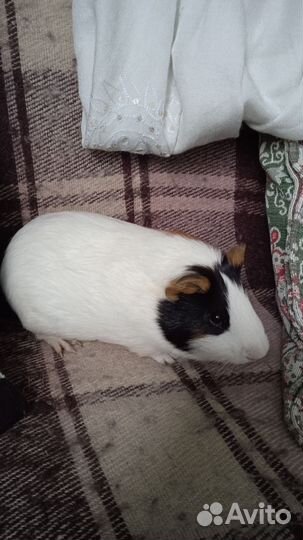 Морская свинка