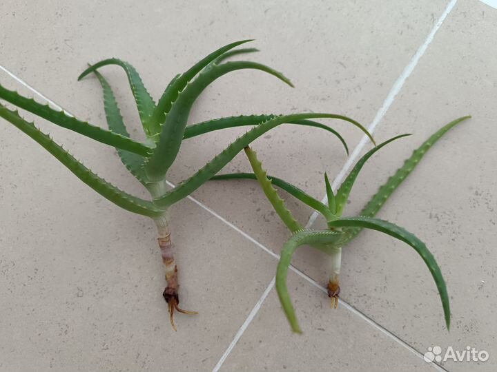 Алоэ вера (черенки с корнями)