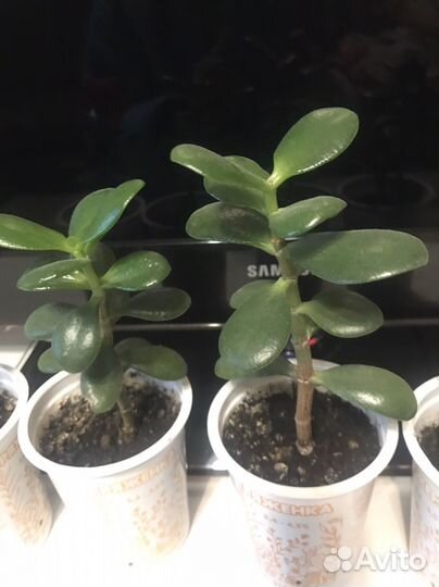 Толстянка Денежное дерево