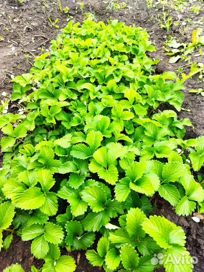 Саженцы ива, туи, межжевельник, клубника