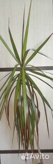 Драцена Маргината пальма