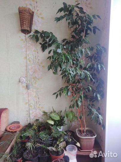 Замиокулькас, фикус. и т. д