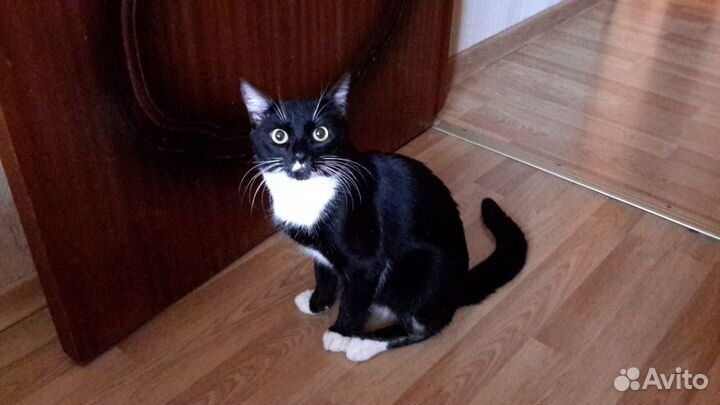 Котик Томас в добрые руки