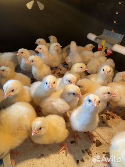 Цыплята бройлеры кобб 500