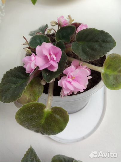 Фиалки розовые