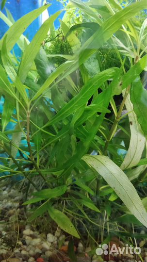 Аквариумные растения Анубиас