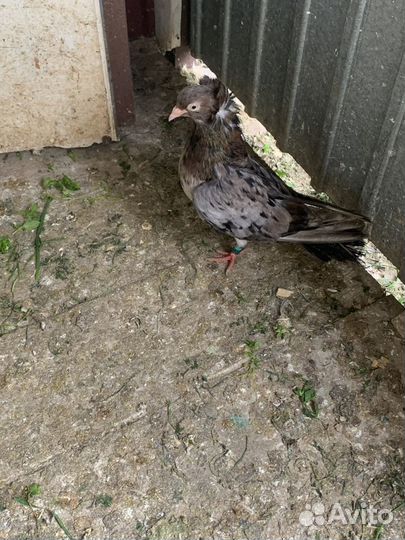 Голуби разных пород