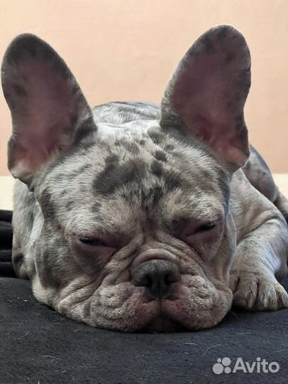 Вязка французский бульдог