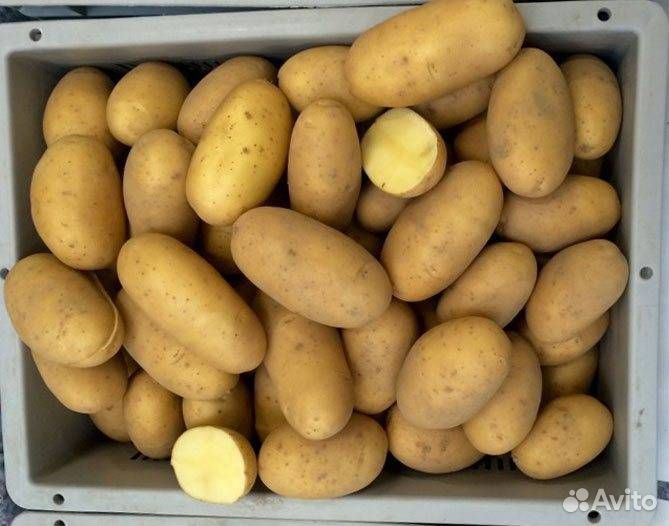 Картошка(Королева Анна),чеснок,морковь,лукДоставка