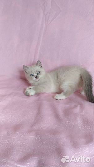 Шотландские котята
