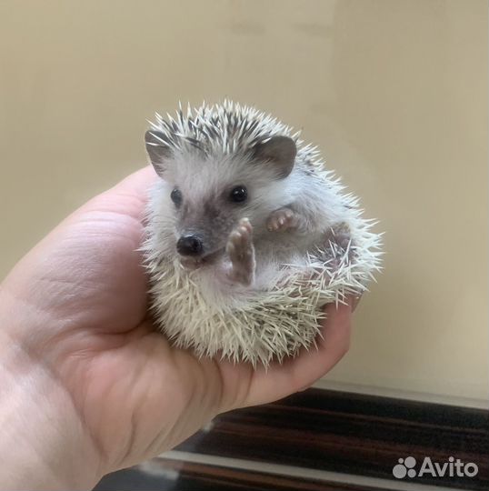 Ёжики, ежи ручные, карликовые (разные окрасы)