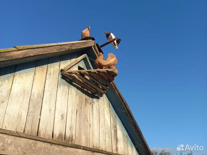 Голуби павлины