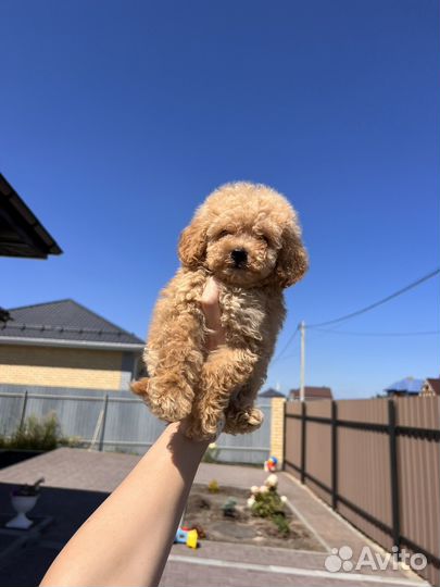 Девочка той пудель