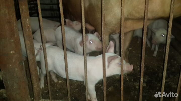 Поросята ландрас