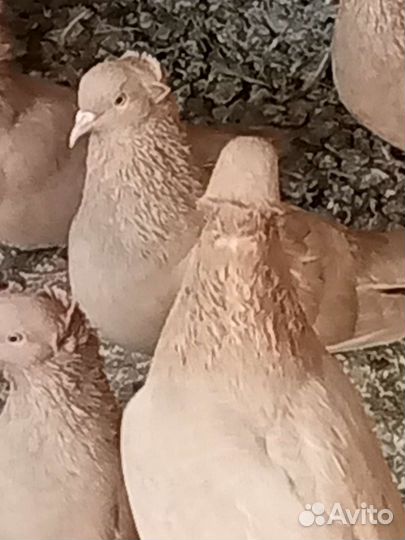 Продажа бакинских голубей