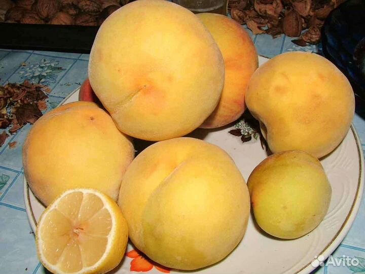 Саженцы персика
