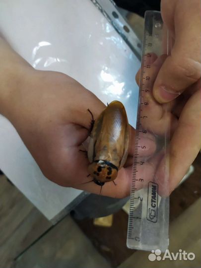 Кормовые тараканы