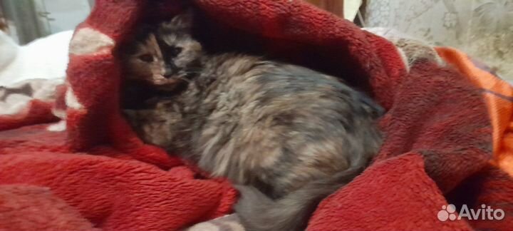 Котята в добрые и ответственные руки