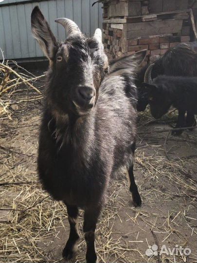 Козы дойные