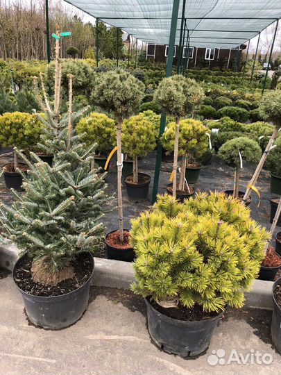 Сосна туя смарагд Брабант можжевельник, бансай