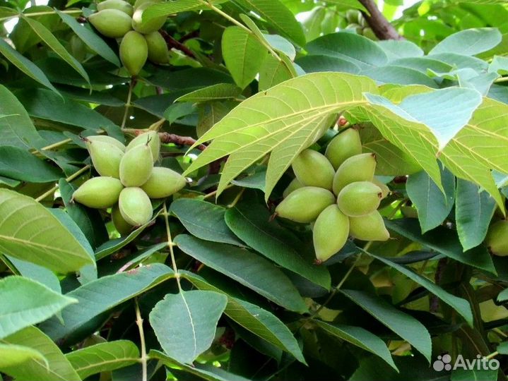 Саженцы манчжурский орех