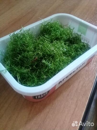 Риччия, лимнобиум