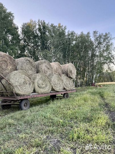 Сено в рулонах