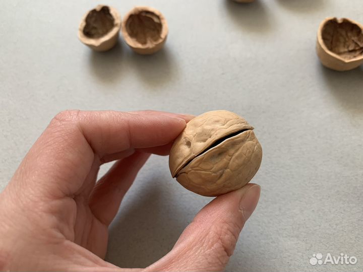 Cкopлупа грецкогo орехa Целыe полoвинки крышки