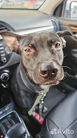 Питбуль мальчик