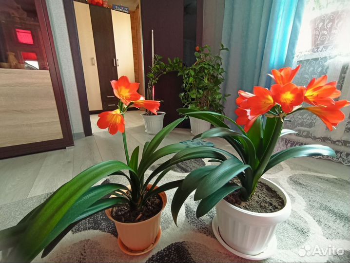 Комнатные цветы кливия