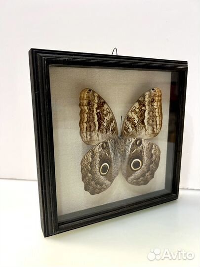 Бабочка Сова Caligo atreus в багетной рамке