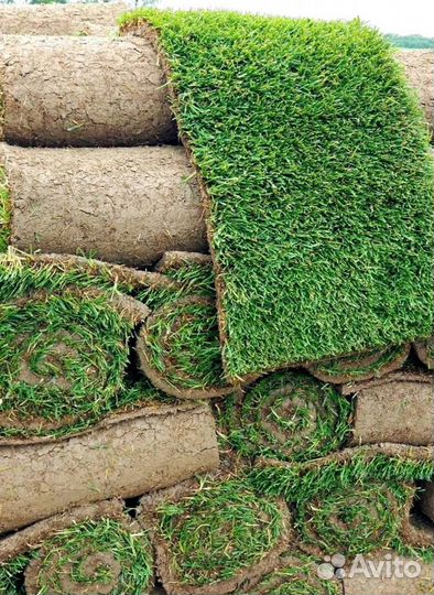 Рулонный газон 