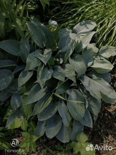 Хоста голубая