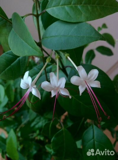 Табернемонтана, Клеродендрум Инерме, Пахистахис