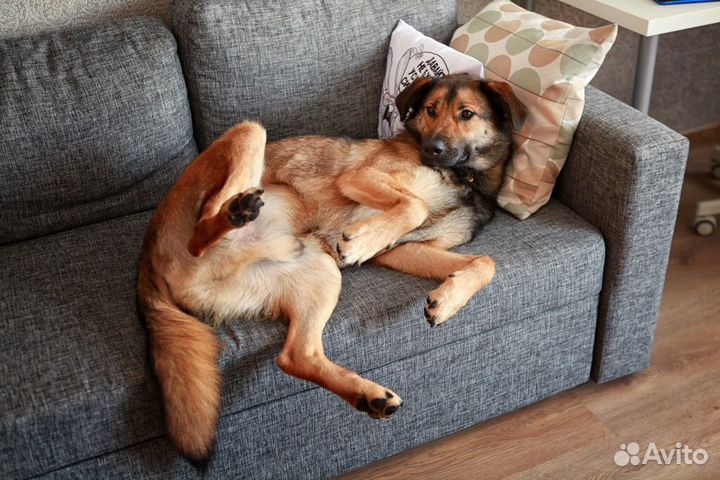 Марсель так долго ждёт хозяина