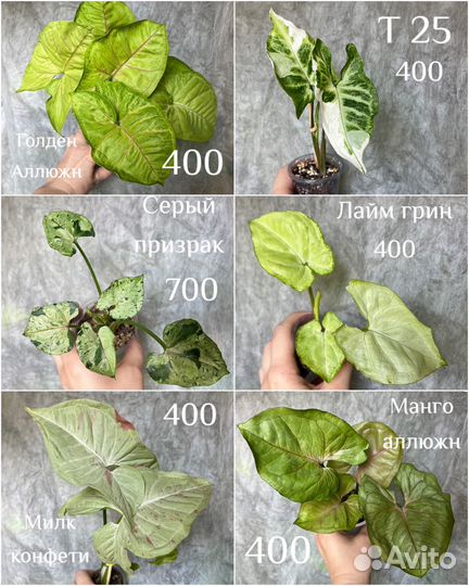 Сингониумы сортовые