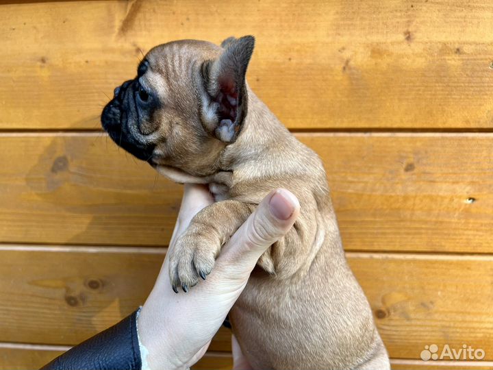 Французский бульдог