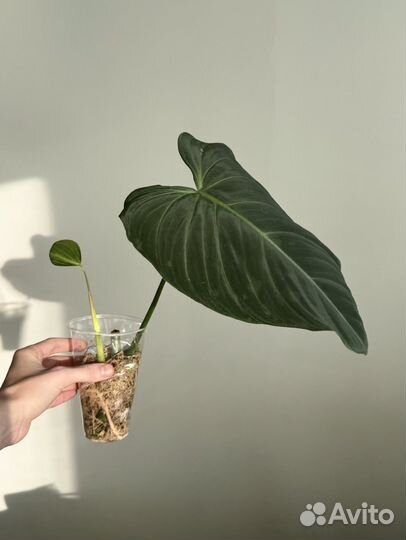 Бархатные филодендроны Веррукозум, Глориус