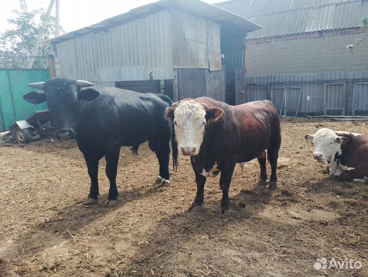 Бычки и быки