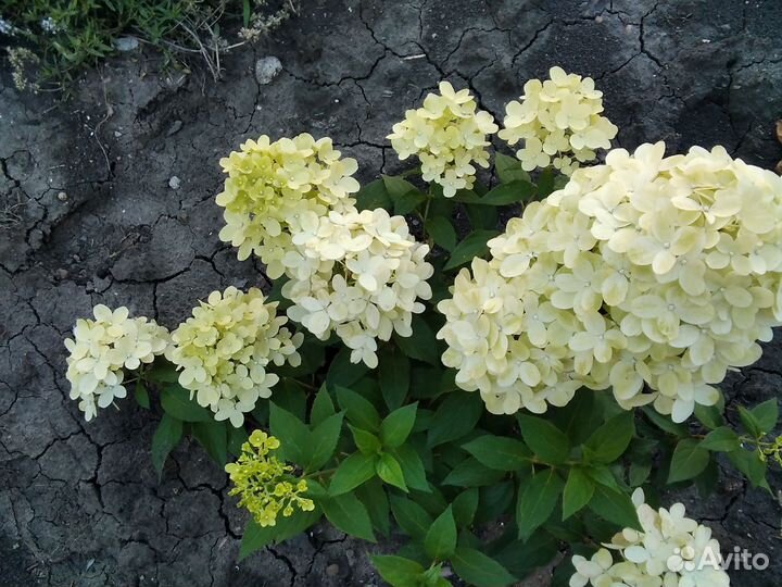 Гортензия метельчатая литтел фрайз